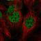Cell Division Cycle 14B antibody, HPA064747, Atlas Antibodies, Immunofluorescence image 
