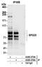 Spartin antibody, A305-375A, Bethyl Labs, Immunoprecipitation image 