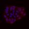 Neuronal Differentiation 1 antibody, PA5-47381, Invitrogen Antibodies, Immunocytochemistry image 