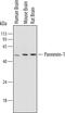 Pannexin 1 antibody, MAB7097, R&D Systems, Western Blot image 