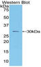 Lymphocyte Activating 3 antibody, LS-C295208, Lifespan Biosciences, Western Blot image 