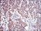 Prohibitin antibody, NBP2-37563, Novus Biologicals, Immunohistochemistry paraffin image 