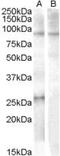 Apolipoprotein B MRNA Editing Enzyme Catalytic Subunit 2 antibody, PA5-18887, Invitrogen Antibodies, Western Blot image 