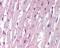 Autophagy Related 4B Cysteine Peptidase antibody, 48-951, ProSci, Immunohistochemistry frozen image 