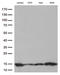 Cystatin-beta antibody, LS-C796503, Lifespan Biosciences, Western Blot image 