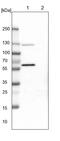 Odr-4 GPCR Localization Factor Homolog antibody, PA5-53407, Invitrogen Antibodies, Western Blot image 