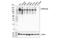 Receptor-type tyrosine-protein phosphatase F antibody, 61611S, Cell Signaling Technology, Western Blot image 