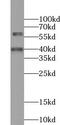 WD Repeat Domain 13 antibody, FNab09482, FineTest, Western Blot image 