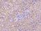 Coenzyme Q8B antibody, 203520-T10, Sino Biological, Immunohistochemistry paraffin image 