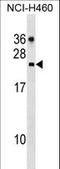 CDC42 Effector Protein 2 antibody, LS-C168592, Lifespan Biosciences, Western Blot image 