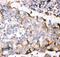 GDNF Family Receptor Alpha 1 antibody, PA5-79306, Invitrogen Antibodies, Immunohistochemistry frozen image 