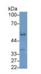 Fascin Actin-Bundling Protein 2, Retinal antibody, LS-C293828, Lifespan Biosciences, Western Blot image 