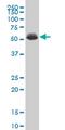 DEAF1 Transcription Factor antibody, MA5-21070, Invitrogen Antibodies, Western Blot image 