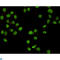 Chromodomain Helicase DNA Binding Protein 3 antibody, LS-C812915, Lifespan Biosciences, Immunocytochemistry image 