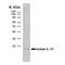 Interleukin 10 antibody, MCA1531, Bio-Rad (formerly AbD Serotec) , Western Blot image 