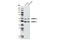 Calcium/Calmodulin Dependent Protein Kinase II Beta antibody, 3362S, Cell Signaling Technology, Western Blot image 