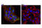 Caveolae Associated Protein 1 antibody, 46379S, Cell Signaling Technology, Immunocytochemistry image 