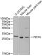 Prodynorphin antibody, GTX65945, GeneTex, Western Blot image 