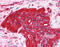 tubA antibody, 51-349, ProSci, Immunohistochemistry paraffin image 