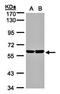 Transforming Growth Factor Beta Regulator 4 antibody, orb69907, Biorbyt, Western Blot image 