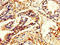 Phosphodiesterase 4B antibody, LS-C669833, Lifespan Biosciences, Immunohistochemistry paraffin image 