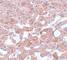 Cell Division Cycle 16 antibody, NBP1-77155, Novus Biologicals, Immunohistochemistry frozen image 