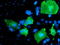 LIM Domain Kinase 1 antibody, LS-C172996, Lifespan Biosciences, Immunofluorescence image 