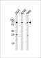 Heat Shock Transcription Factor 2 antibody, PA5-35220, Invitrogen Antibodies, Western Blot image 