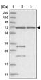 Zinc Finger Protein 674 antibody, PA5-56620, Invitrogen Antibodies, Western Blot image 
