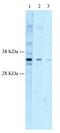 Hairy/enhancer-of-split related with YRPW motif protein 1 antibody, ab22614, Abcam, Western Blot image 