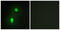 Heterogeneous nuclear ribonucleoproteins C1/C2 antibody, abx013367, Abbexa, Western Blot image 