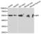 Bactericidal Permeability Increasing Protein antibody, abx004081, Abbexa, Western Blot image 