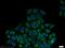 Heat Shock Protein 90 Beta Family Member 1 antibody, 10979-1-AP, Proteintech Group, Immunofluorescence image 