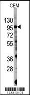 Phosphatidylinositol-4,5-Bisphosphate 3-Kinase Catalytic Subunit Gamma antibody, 63-451, ProSci, Western Blot image 