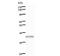 Flap Structure-Specific Endonuclease 1 antibody, LS-C342797, Lifespan Biosciences, Western Blot image 