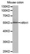 Histamine Receptor H1 antibody, abx001230, Abbexa, Western Blot image 