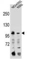 Transferrin Receptor 2 antibody, AP54229PU-N, Origene, Western Blot image 