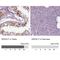 Spermatogenesis-associated protein 17 antibody, NBP1-83097, Novus Biologicals, Immunohistochemistry paraffin image 