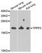 Tubulin polymerization-promoting protein family member 3 antibody, LS-C334938, Lifespan Biosciences, Western Blot image 