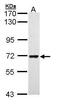 Peptidylprolyl Isomerase Like 2 antibody, PA5-29226, Invitrogen Antibodies, Western Blot image 