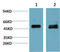SMAD Family Member 3 antibody, STJ97772, St John