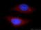 Tetratricopeptide Repeat Domain 39A antibody, 21323-1-AP, Proteintech Group, Immunofluorescence image 