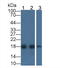 Acid Phosphatase antibody, LS-C417941, Lifespan Biosciences, Western Blot image 