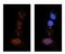 Protein Disulfide Isomerase Family A Member 4 antibody, GTX46431, GeneTex, Immunocytochemistry image 