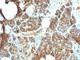 Parathyroid Hormone antibody, V2809IHC-7ML, NSJ Bioreagents, Immunohistochemistry frozen image 