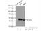 Fumarate hydratase, mitochondrial antibody, 11375-1-AP, Proteintech Group, Immunoprecipitation image 