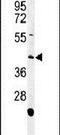 NADPH Oxidase Activator 1 antibody, PA5-26572, Invitrogen Antibodies, Western Blot image 