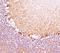 Neurofilament Heavy antibody, orb248482, Biorbyt, Immunohistochemistry paraffin image 