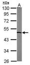 Pseudouridine Synthase 1 antibody, GTX110249, GeneTex, Western Blot image 
