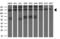 Zinc Finger E-Box Binding Homeobox 1 antibody, M00548-1, Boster Biological Technology, Western Blot image 